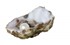 Bild von Süßwasser Perlenkette Lilli creme 925 Silber, Bild 3
